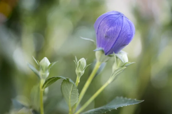 Zamknięta Platycodon Grandiflorus Kwiat Lecie — Zdjęcie stockowe