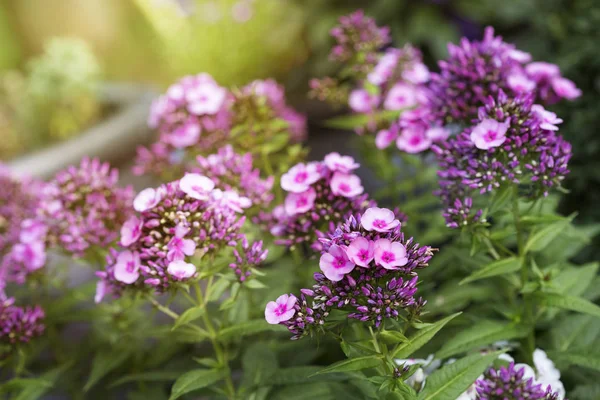 Phlox Paniculata Květiny Zahradě Closeup — Stock fotografie