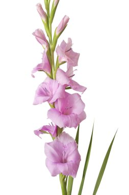 Beyaz arka plan üzerinde izole tek Glayöl çiçek