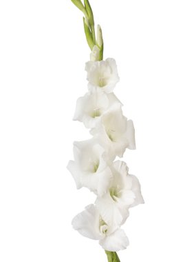 Beyaz arka plan üzerinde izole tek Glayöl çiçek