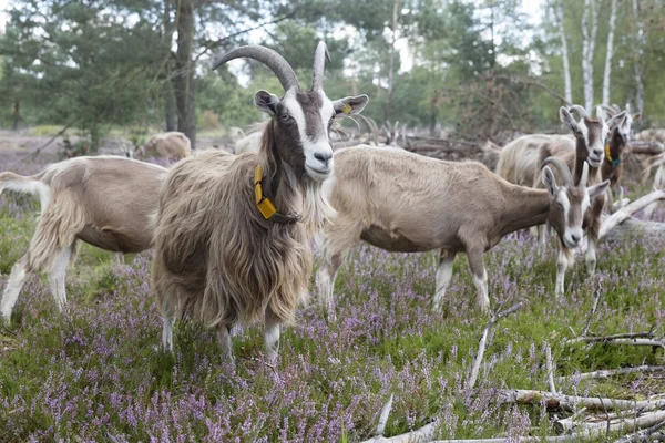 Goats Heath Germany — Stock Photo, Image