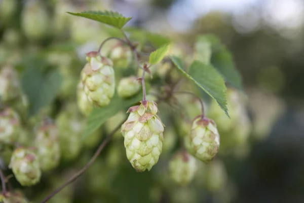 Hop Humulus Conos Disparo Primer Plano —  Fotos de Stock