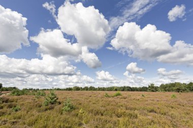 Kyritz-Ruppiner Heide