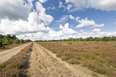 Kyritz-Ruppiner Heide