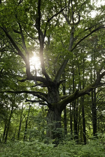 Aged Oak Tree Tiergarten Forest Boitzenburg Germany — Stock Photo, Image