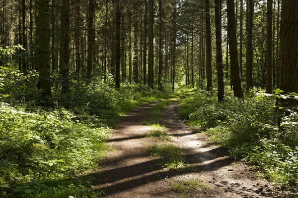 Sentiero Forestale Nella Foresta Tiergarten Vicino Boitzenburg Germania — Foto Stock