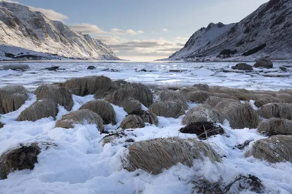 Zima Ostrovech Lofoten Norsku Evropa — Stock fotografie