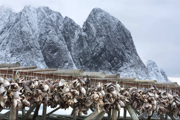 Teste Merluzzo Bianco Riattaccate Essiccazione Norvegia Europa — Foto Stock