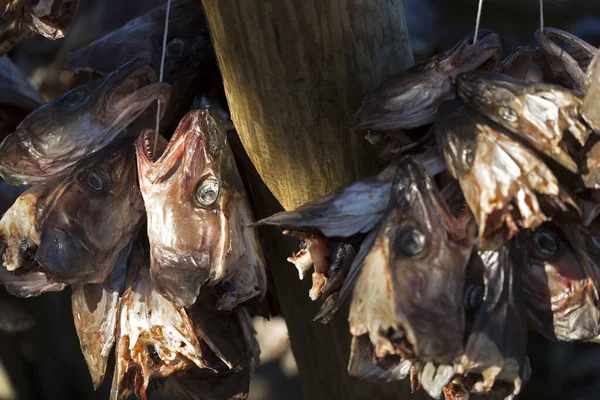 Cod Fish Heads Hang Drying Norway Europe — Stock Photo, Image