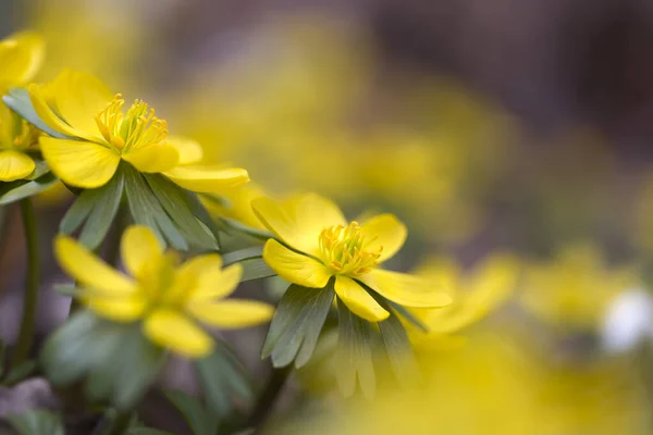 Eranthis Hyemalis Kwiaty Zewnątrz Ogrodzie — Zdjęcie stockowe