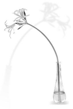 Ismene (Hymenocallis)