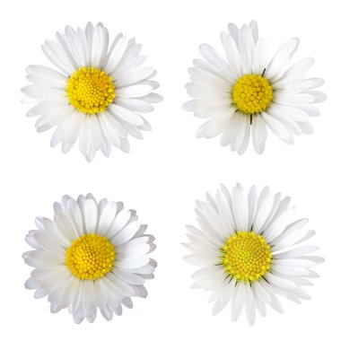 Beyaz arkaplanda dört papatya çiçeği (Bellis perennis) izole edilmiş