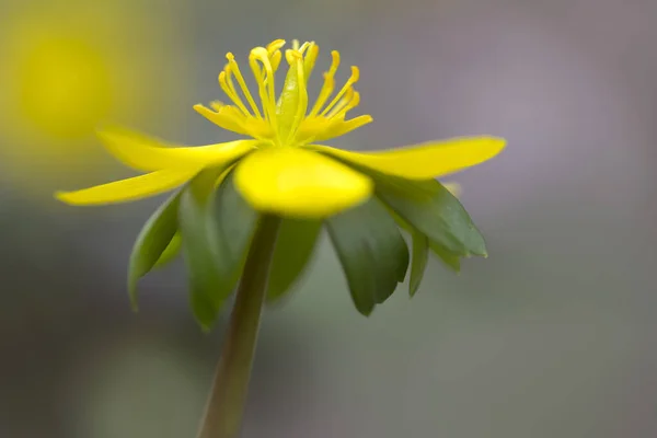 Single Eranthis Hyemalis Flower Garden — Stock Photo, Image