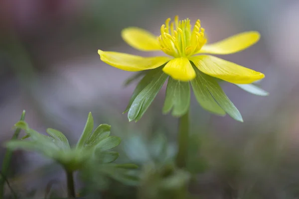 Single Eranthis Hyemalis Flower Garden — Stock Photo, Image