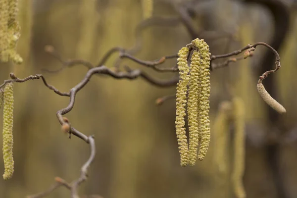 Corylus Avellana Bitki Bahar Kedicikler — Stok fotoğraf