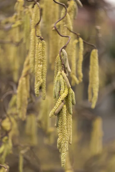 榛子榛子植物在春天的 Catkins — 图库照片