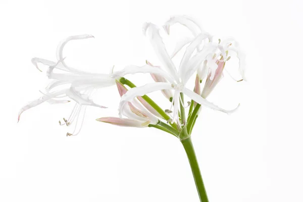 Izmena (Hymenocallis)) — Zdjęcie stockowe