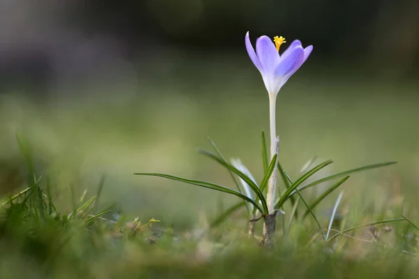Single Crocus Tommasinianus Flower Lawn Closeup — Stock Photo, Image