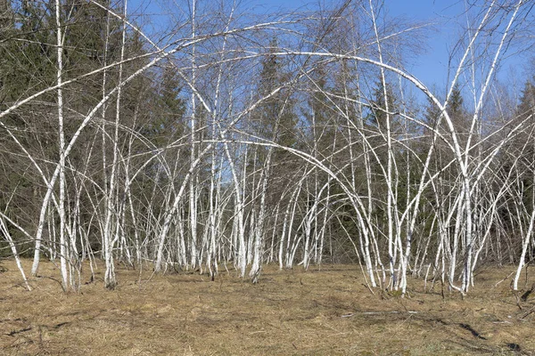 Lkbaharın Başlarında Yoğun Kar Yağdıktan Sonra Eğri Huş Ağaçları — Stok fotoğraf