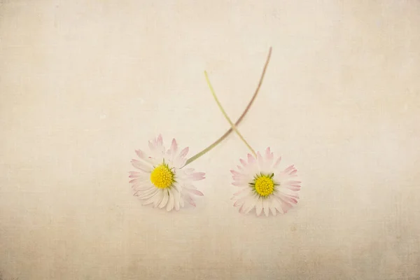 Zwei Bellis Perennis Blumen Mit Strukturiertem Hintergrund — Stockfoto