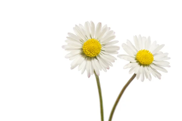 Dwa Kwiaty Bellis Perennis Izolowane Białym — Zdjęcie stockowe