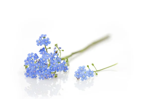 Vergeet Niet Bloemen Witte Achtergrond — Stockfoto
