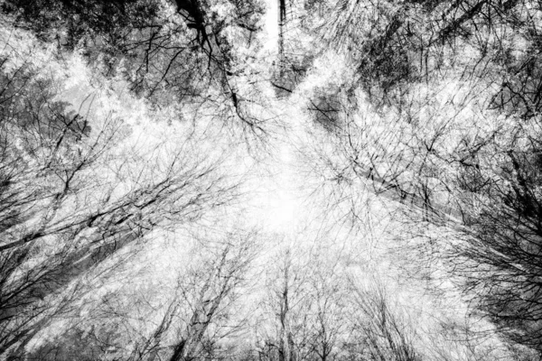 Голые Верхушки Деревьев Зимой Глазах Лягушек Триппл Экспозиции Черно Белые — стоковое фото