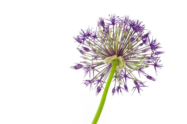 Einzelne Alliumblume Nahaufnahme Isoliert Auf Weißem Hintergrund — Stockfoto