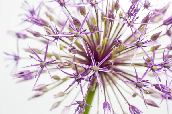 Singel Allium Blomma Närbild Isolerad Vit Bakgrund — Stockfoto