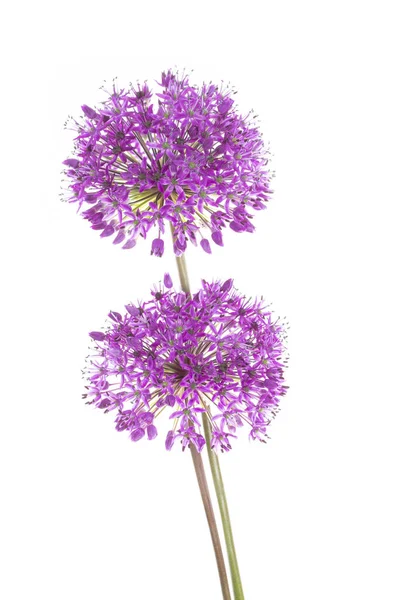 Two Allium Flowers Standing Front White Background — Stock Photo, Image
