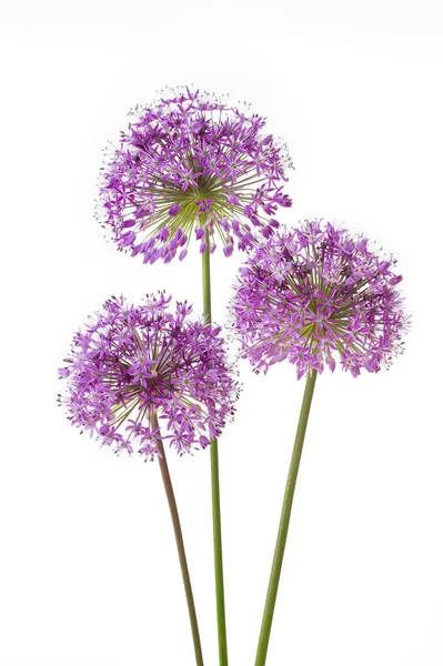 Trzy Kwiaty Allium Izolowane Białym Tle — Zdjęcie stockowe