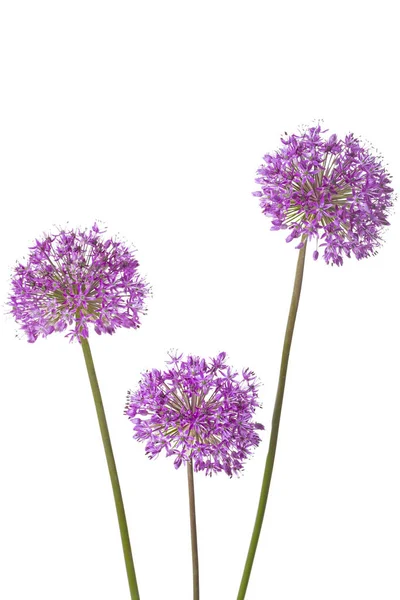 Three Allium Flowers Isolated White Background — Stock Photo, Image