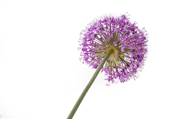 Einzelne Alliumblume Isoliert Auf Weißem Hintergrund — Stockfoto
