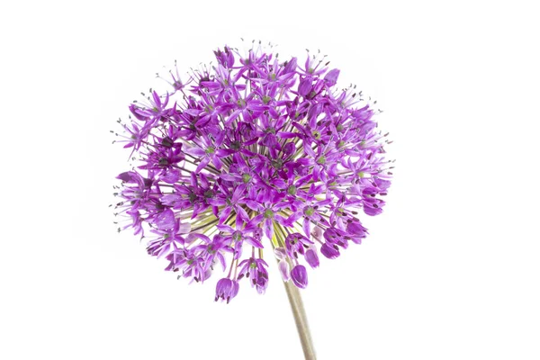 Única Flor Allium Isolada Fundo Branco — Fotografia de Stock