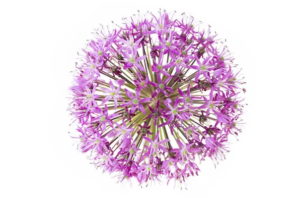 Single Allium Blomma Isolerad Vit Bakgrund — Stockfoto
