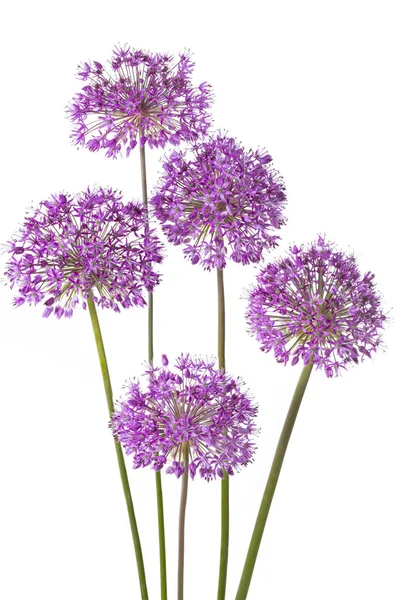 Cinco Flores Allium Isoladas Fundo Branco — Fotografia de Stock