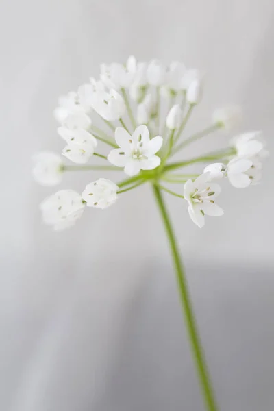 Allium Cowanii Flor Primer Plano Formato Vertical —  Fotos de Stock