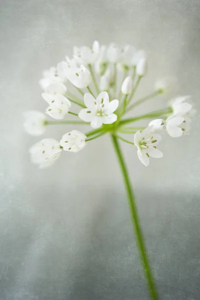 Allium Cowanii Blume Nahaufnahme Mit Textur Overlay — Stockfoto