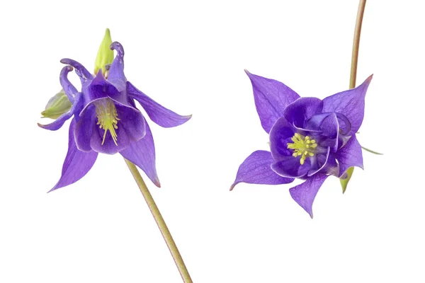 Zwei Aquilegia Vulgaris Blüten Isoliert Auf Weißem Hintergrund — Stockfoto
