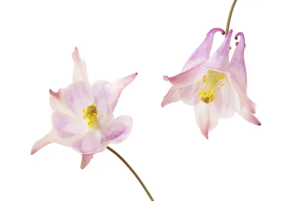 Deux Fleurs Aquilegia Vulgaris Isolées Sur Fond Blanc — Photo