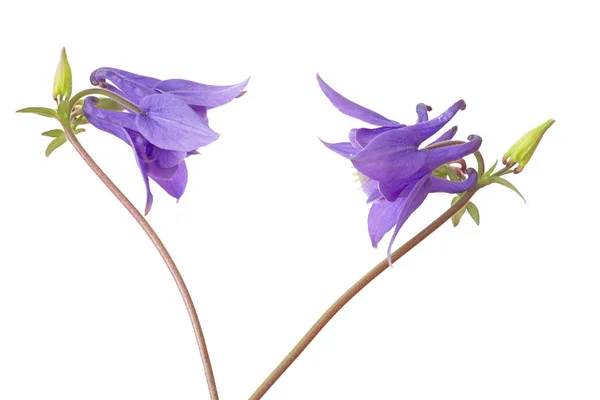 Duas Flores Aquilegia Vulgaris Isoladas Sobre Fundo Branco — Fotografia de Stock