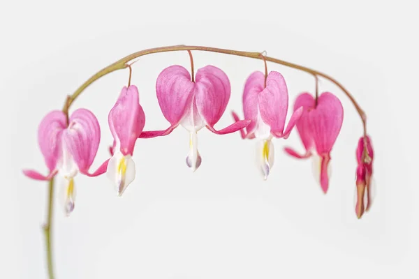 Bloedend Hart Lamprocapnos Spectabilis Een Lichte Achtergrond — Stockfoto