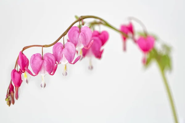 Bloedend Hart Lamprocapnos Spectabilis Een Lichte Achtergrond — Stockfoto