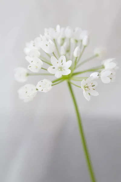 Allium Cowanii Flower Closeup Portrait Format Stock Picture