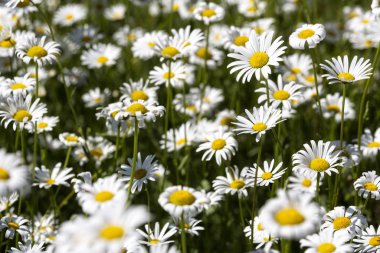 Çiçek açan Marguerite çiçekleri (Leucanthemum vulgare)