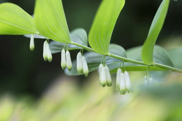 Kwitnąca Pieczęć Salomona Polygonatum Odoratum Ogrodzie — Zdjęcie stockowe