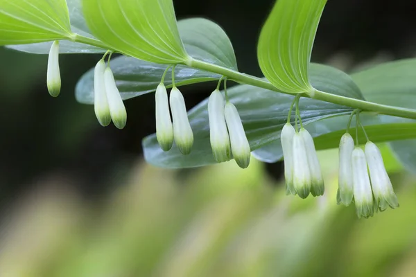 Kwitnąca Pieczęć Salomona Polygonatum Odoratum Ogrodzie — Zdjęcie stockowe
