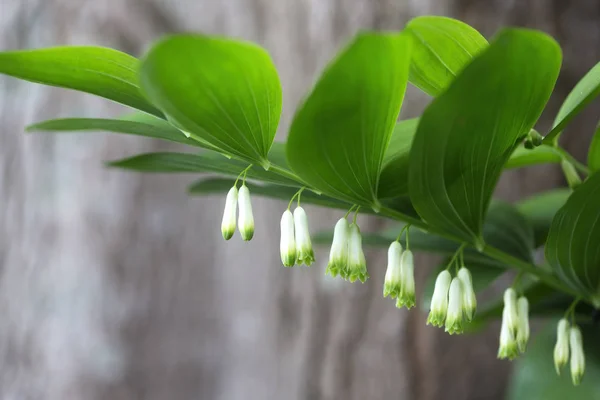 Ανθισμένη Σφραγίδα Του Σολομώντα Polygonatum Odoratum Στον Κήπο — Φωτογραφία Αρχείου