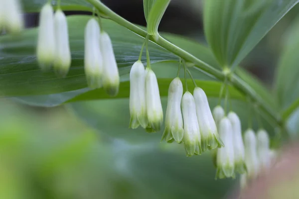 Kvetoucí Šalamounova Pečeť Polygonatum Odoratum Zahradě — Stock fotografie