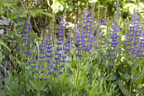 Kvetoucí Květiny Salvia Nemorosa Zahradě — Stock fotografie